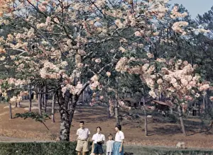 Kalaw Prints: Pink cassia in Kalaw - Rangoon