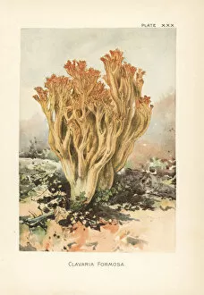 Pink coral fungus, Ramaria formosa