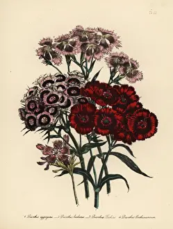 Loudon Prints: Pink or Dianthus species