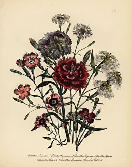 Alpinus Gallery: Pink or Dianthus varieties
