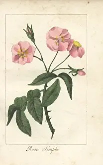 Pink dog rose, Rosa canina