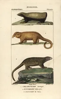 Jeangabrielpretre Prints: Pink fairy armadillo, pygmy anteater and Sunda