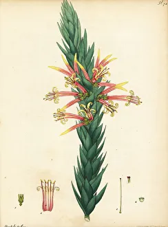 Henry Andrews Prints: Pink five-corners, Styphelia triflora