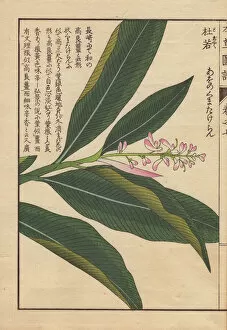 Woodblock Collection: Pink-flowered Chinese alpinia with dark green