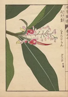 Pink-flowered garanga or galangal, Alpinia kumatake Mak