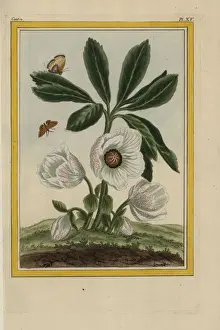 Pink flowered hellebore, Helleborus species