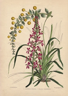 Acacia Gallery: Pink flowered Stylidium armeria and yellow