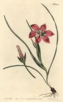 Flava Prints: Pink froetang, Romulea flava