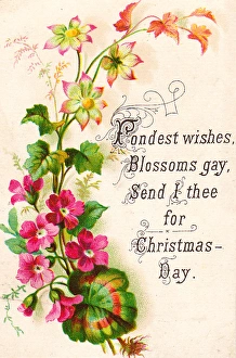 Roots Collection: Pink geraniums on a Christmas card