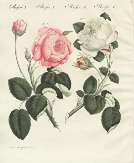 Handcoloredcopperplate Prints: Pink German centifolia rose and white unique rose