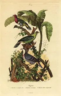 Fries Prints: Pink-headed fruit-dove, Buru green pigeon