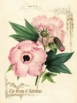 Gold Calligraphy Prints: Pink hibiscus flowers and foliage