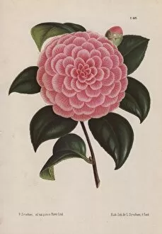 Hybrid Gallery: Pink hybrid camellia, Bertha Giglioli, Thea japonica