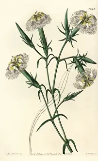 Watts Prints: Pink of Lebanon, Dianthus libanotis. Endangered species