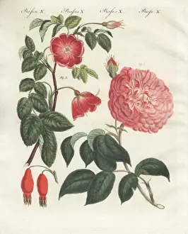 Handcoloredcopperplate Prints: Pink millefolia rose and alpine rose
