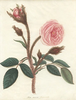 Amonographonthegenusrosa Collection: Pink moss rose, Rosa muscosa provincialis