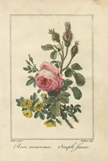 Pancracebessa Prints: Pink moss rose, Rosa muscosa, and yellow dog