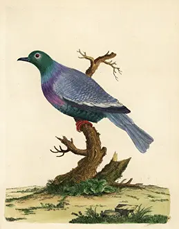 Loten Prints: Pink-necked green pigeon, Treron vernans vernans