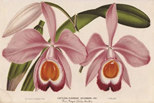 Stroobant Collection: Pink and orange cattleya orchid, Cattleya eldorado