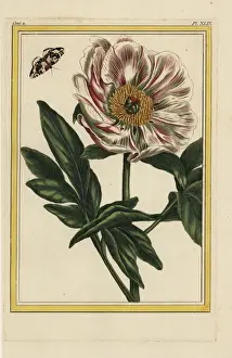 Cultivent Prints: Pink peony, Paeonia officinalis