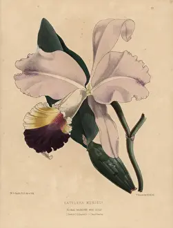 Cattleya Prints: Pink and purple cattleya orchid, Cattleya mendeli