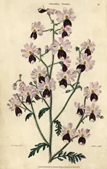 Mcintosh Prints: Pink and purple flowered poor mans orchid