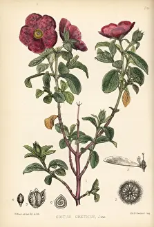 Pink rock-rose, Cistus creticus