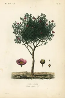 Pink rock rose or hoary rock-rose, Cistus creticus Pink rock rose or hoary rock-rose, Cistus creticus
