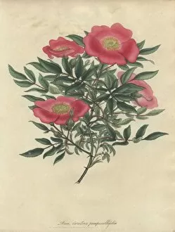 Amonographonthegenusrosa Collection: Pink rose, Rosa carolina var pimpinellifolia