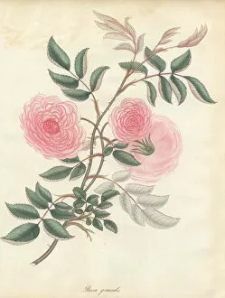 Amonographonthegenusrosa Collection: Pink rose, Rosa gracilis