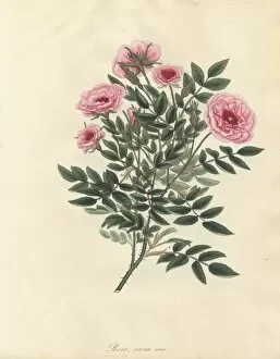 Amonographonthegenusrosa Collection: Pink rose, Rosa nana minor
