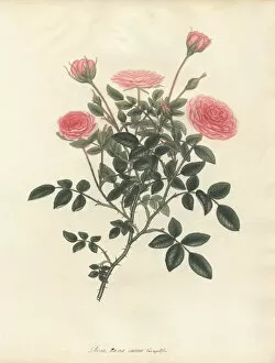 Amonographonthegenusrosa Collection: Pink rose, Rosa nana minor var aequaliflora