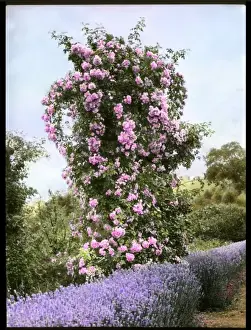 Lavender Prints: Pink rosebush with lavender