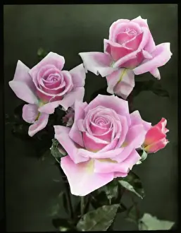 Three pink roses