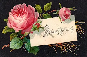 Pink roses on a Christmas card