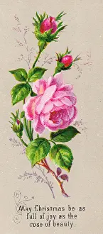 Rosebuds Prints: Pink roses on a Christmas card