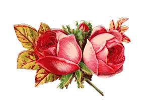 Pink roses on a Victorian scrap