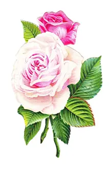 Pink roses on a Victorian scrap