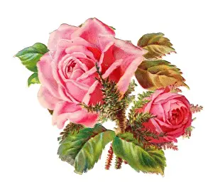 Pink roses on a Victorian scrap