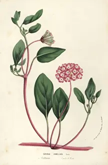 Pink sand verbena, Abronia umbellata