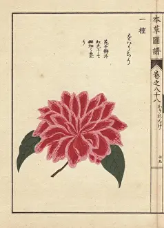 Honzo Prints: Pink and scarlet camellia, Oharichiri, Thea