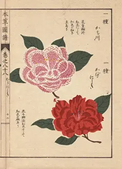 Honzo Prints: Pink and scarlet camellias, Kamogawa and Kagenishiki