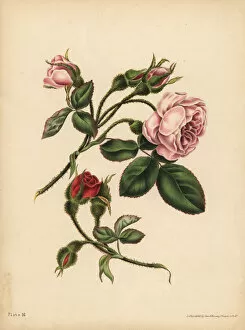 Botanic Collection: Pink and scarlet Moss Rose-Buds, Beauty, love, and poetry