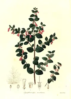 Peters Prints: Pink snowberry, Symphoricarpos microphyllus
