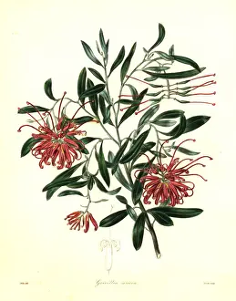 Spider Prints: Pink spider flower or silky grevillea, Grevillea sericea