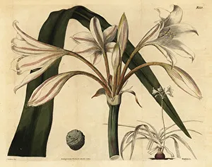 Lily Gallery: Pink striped trumpet lily, Crinum latifolium