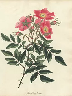 Amonographonthegenusrosa Collection: Pink swamp rose, Rosa pensylvanica (Rosa palustris)