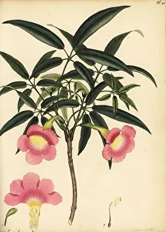 Henry Andrews Prints: Pink trumpet tree, Tabebuia heterophylla
