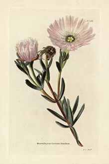 Conrad Gallery: Pink vygie or ice plant, Lampranthus blandus