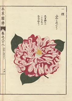 Honzo Prints: Pink and white camellia, Miyakomeguri, Thea